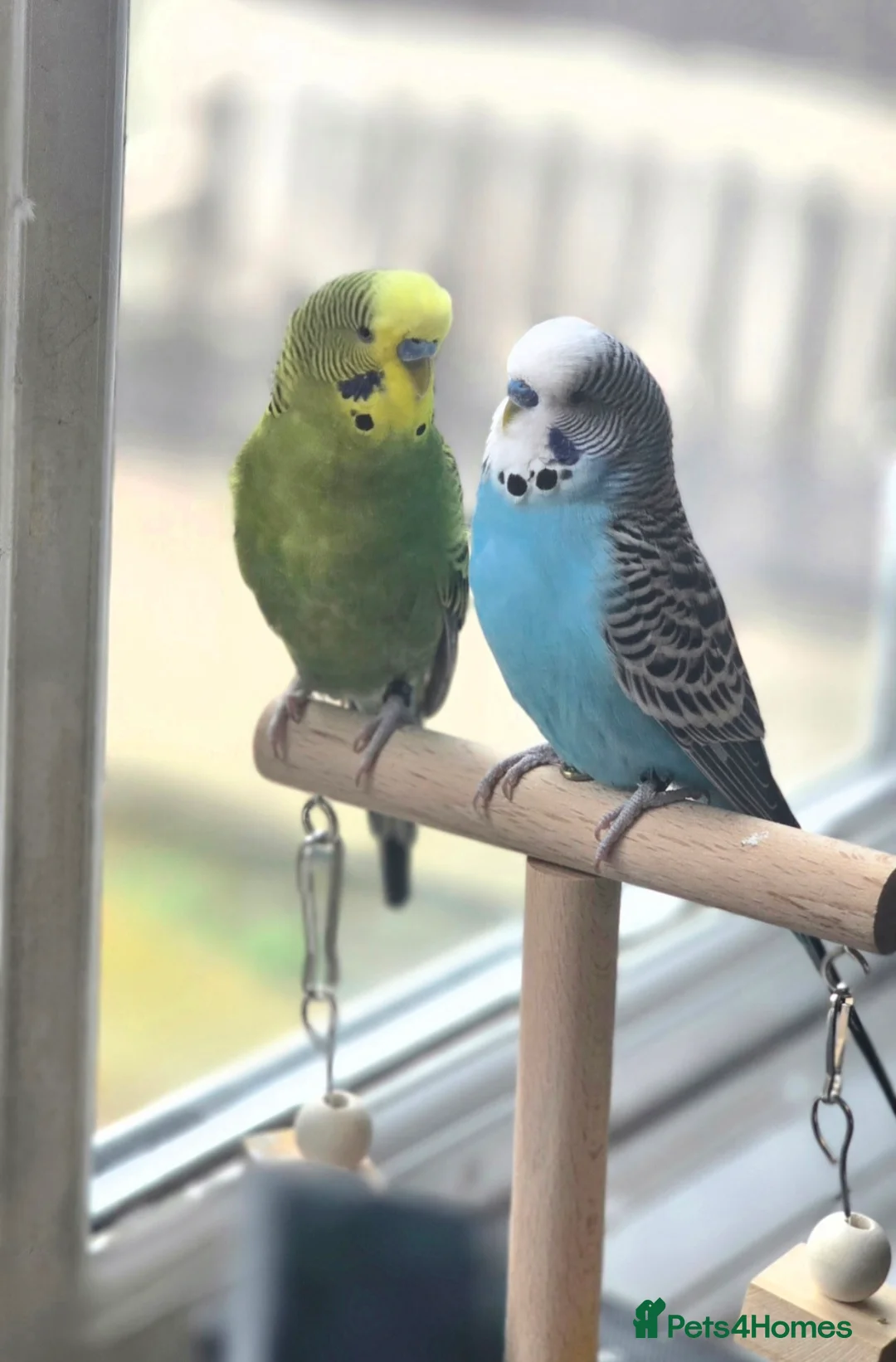 Budgerigars birds for sale: 2 Male Budgies looking for a loving home in Romford - Advert 1