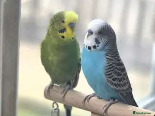 Budgerigars birds 2 Male Budgies looking for a loving home - Advert 3