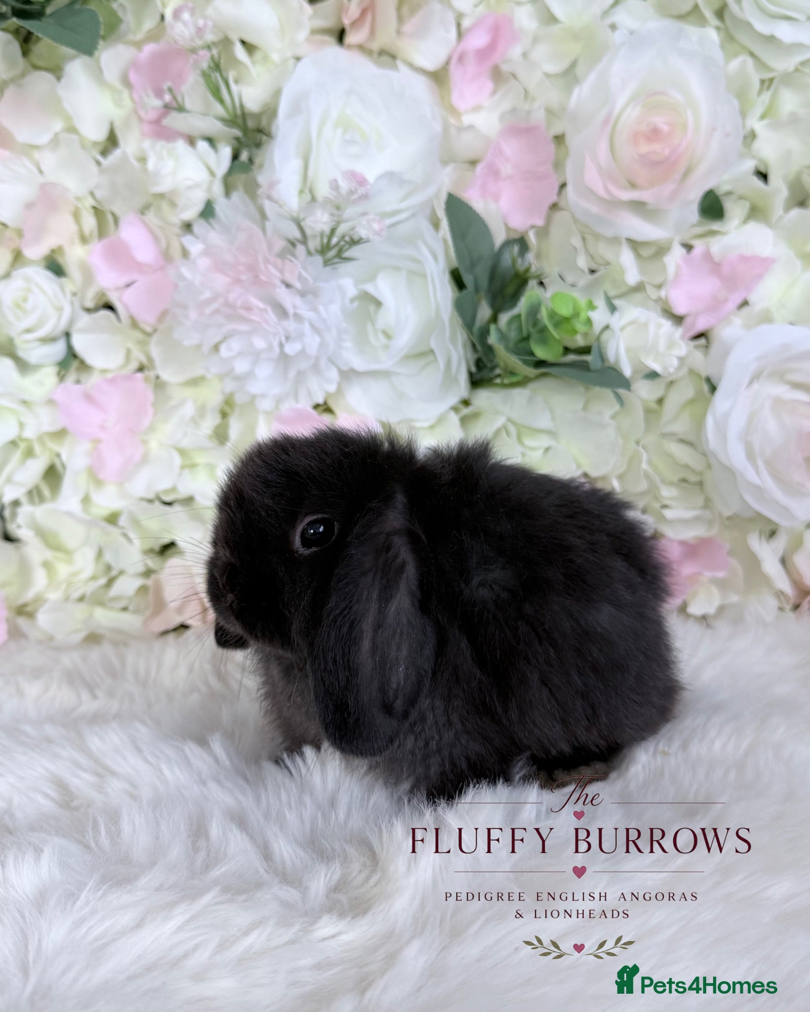 Mini Lop rabbits 🌸 VACCINATED MINI LOPS 🌸 xxx - Advert 9