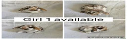 Mini Lop rabbits for sale: 6 beautiful baby mini lops ready to reserve - Advert 3