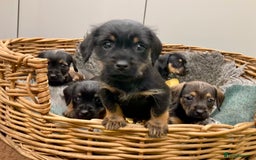 Mixed Breed dogs for sale: Border Terrier cross puppies  - Image 1