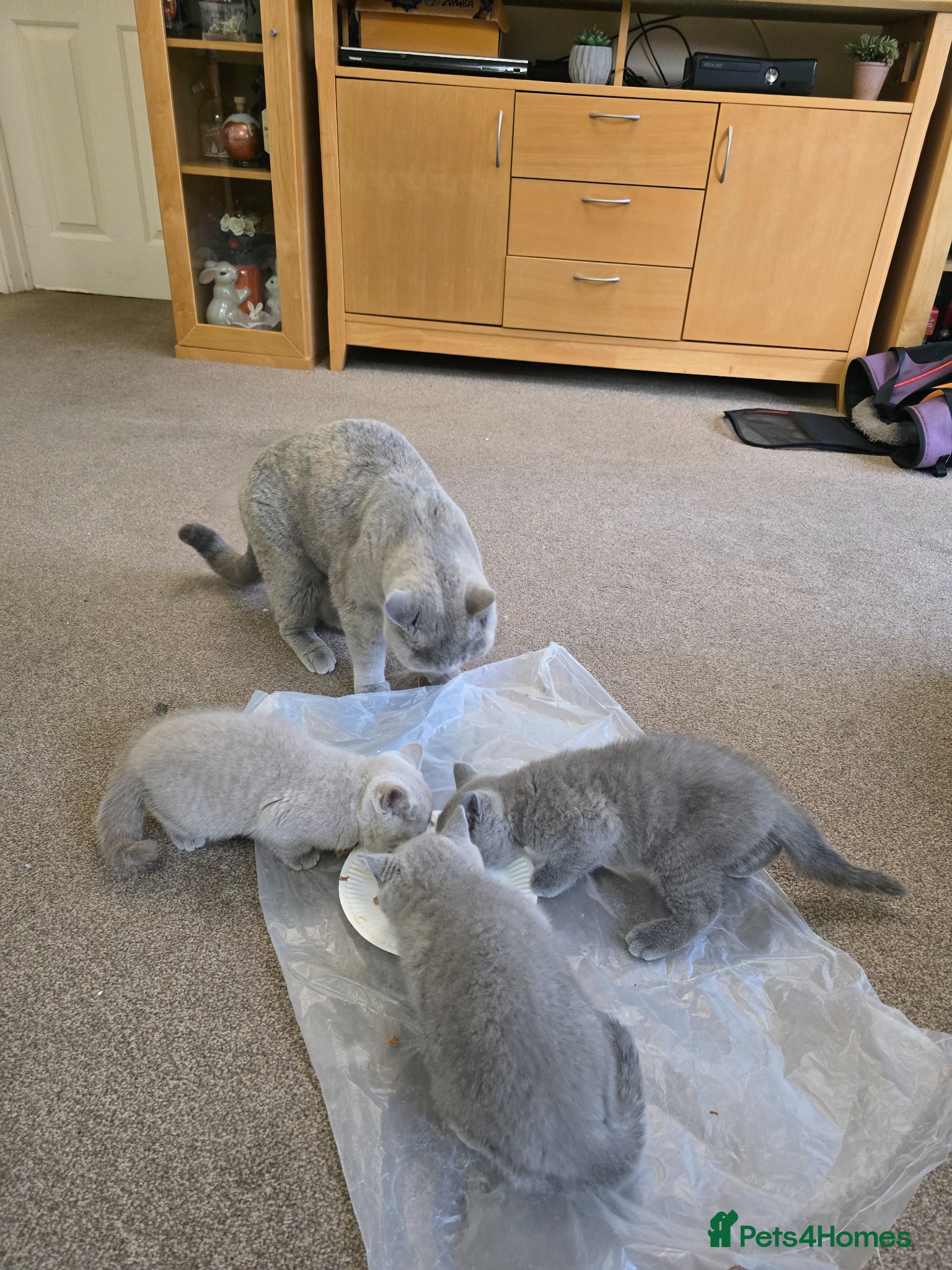 British Shorthair cats for sale: Adorable British shorthair kitten - Advert 5