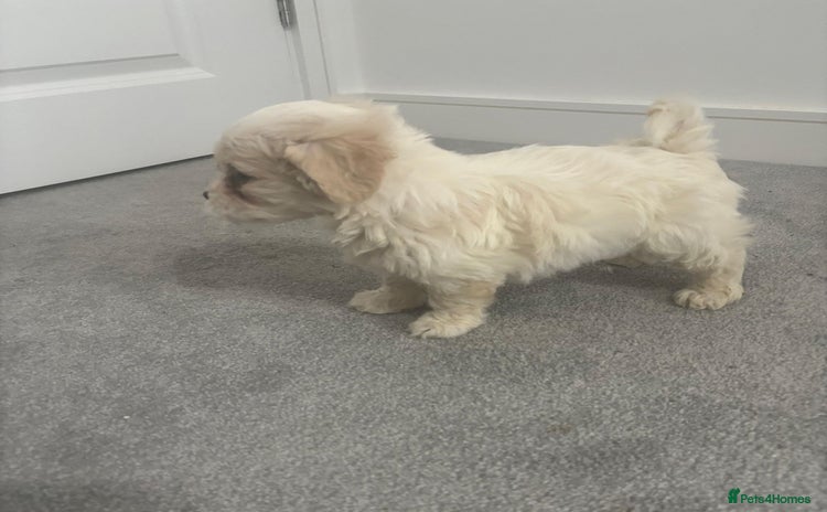Maltese dogs - Advert 1