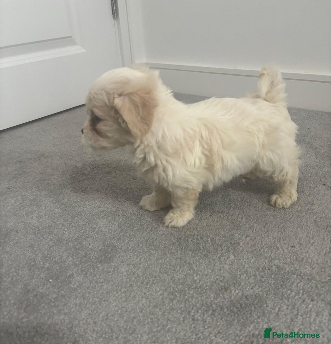 Maltese dogs for sale: Maltese puppies  - Image 1
