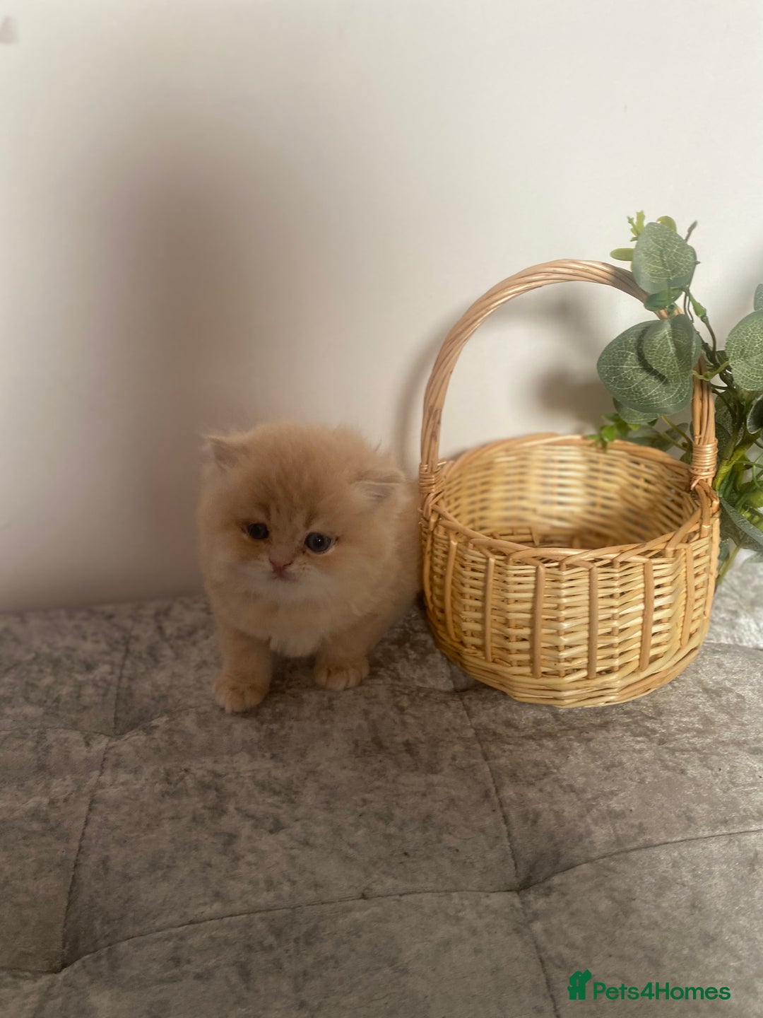 Persian cats for sale: white and orange cream Persians - Image 3