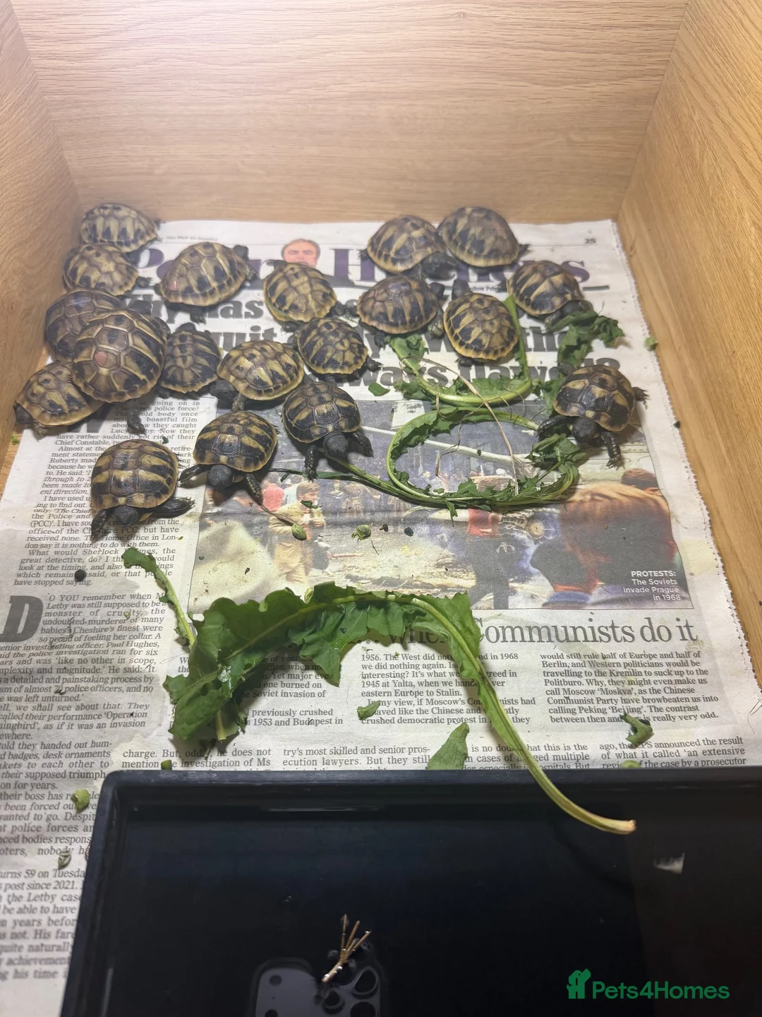 Hermann Tortoise reptiles for sale: Hermann Hatchlings  - Advert 2