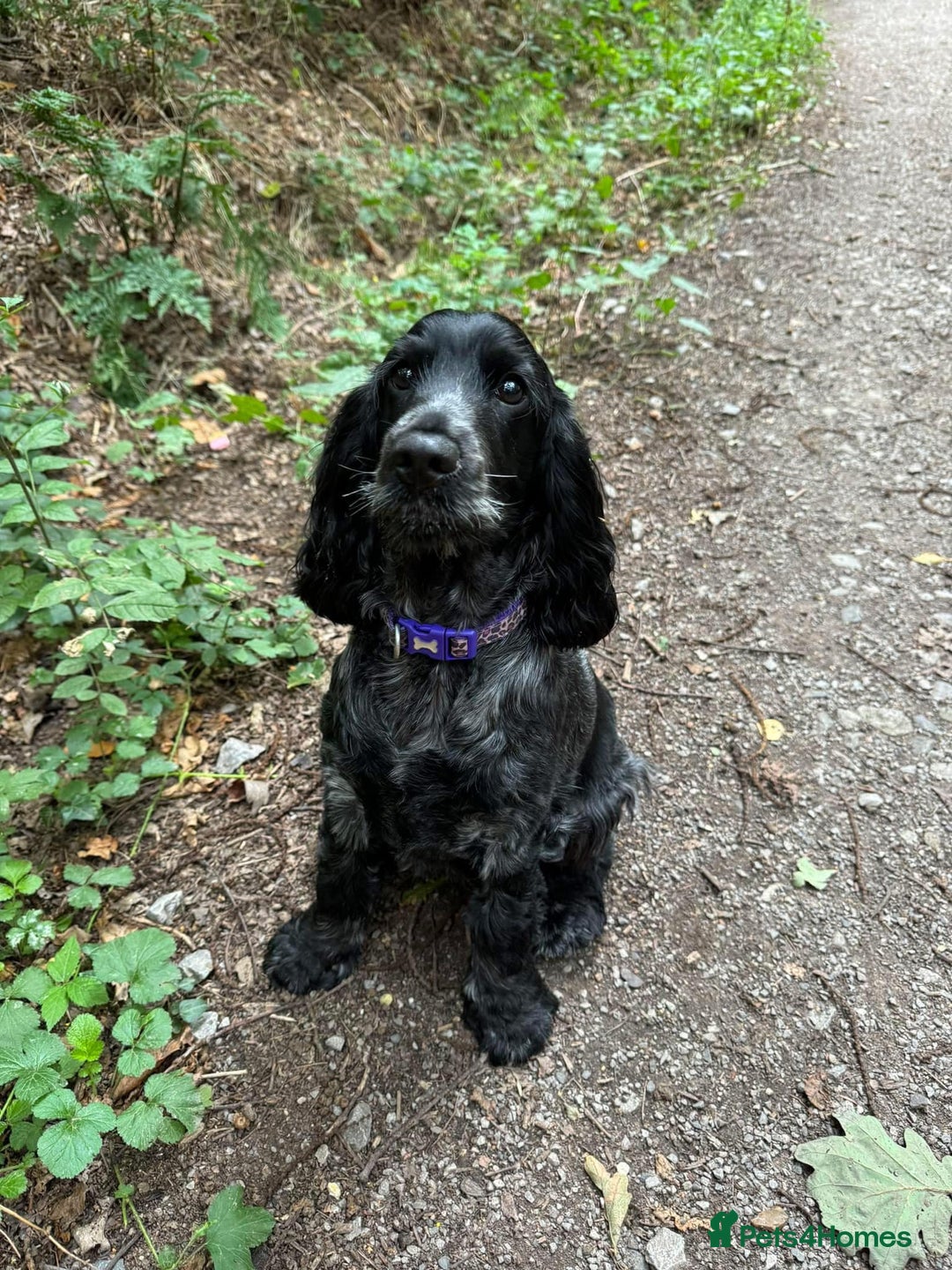 Cocker Spaniel dogs for sale: Pedigree KC Show Cocker Spaniel Puppies - Advert 9
