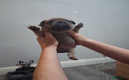 French Bulldog dogs for sale: French bulldogs - Image 22