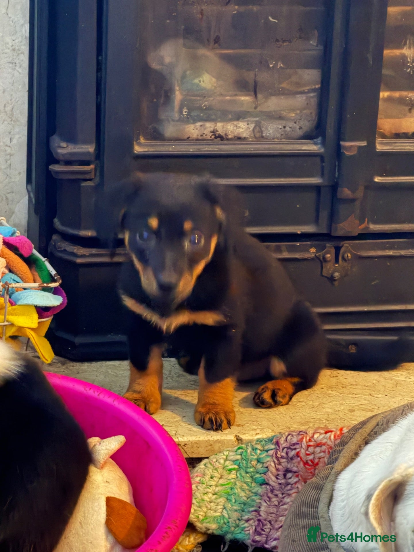 Mixed Breed dogs for sale: sausage x pom  - Advert 21