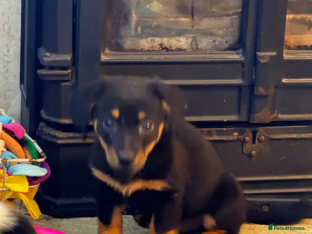 Mixed Breed dogs for sale: sausage x pom - Advert 21