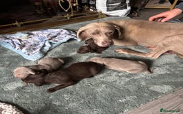 Mixed Breed dogs for sale: Weimardoodle - Image 13