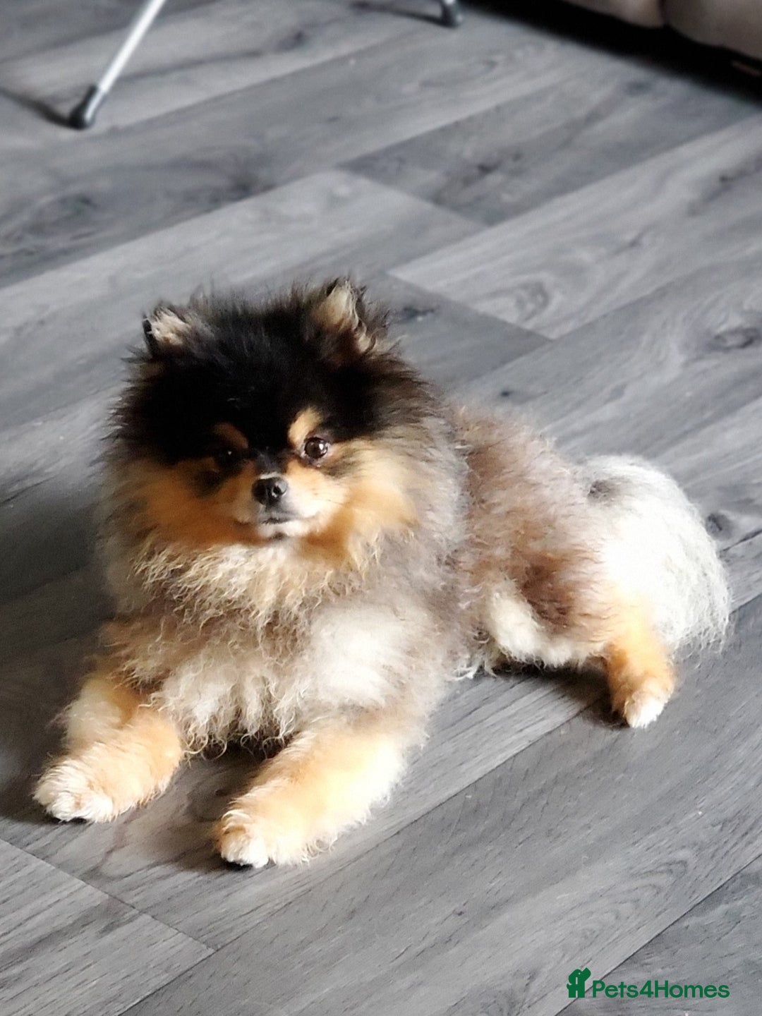 Pomeranian dogs for stud: Kc Pomeranian Male For STUD DUTIES - Advert 7