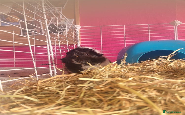 Guinea Pig rodents male guinea pigs - Advert 1