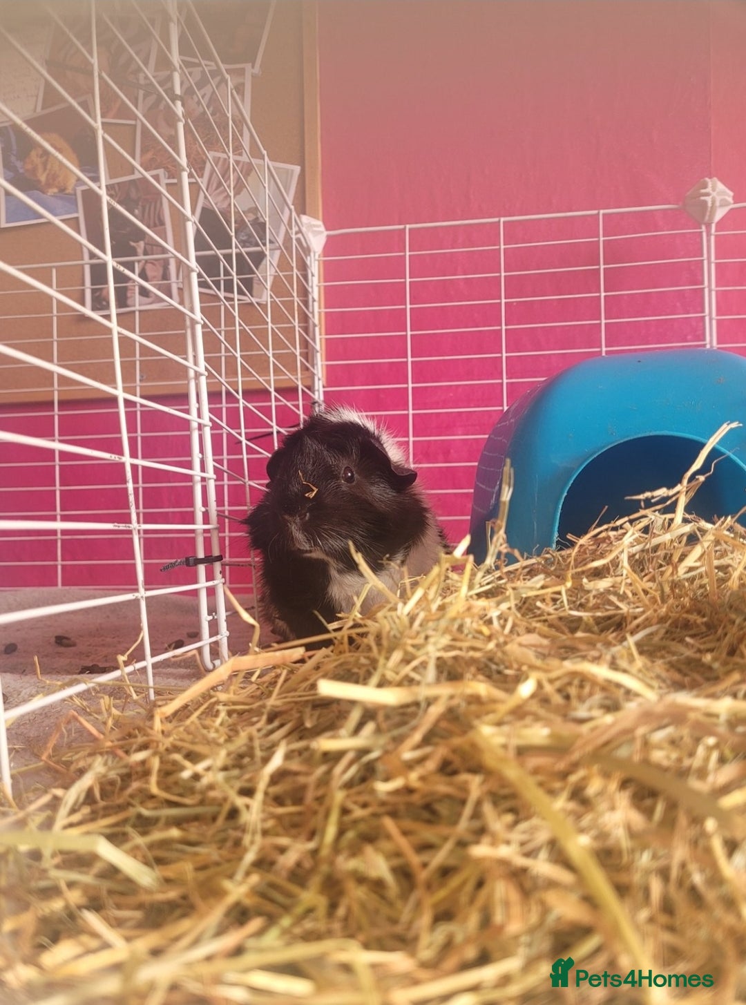 Guinea Pig rodents for sale: male guinea pigs - Advert 1