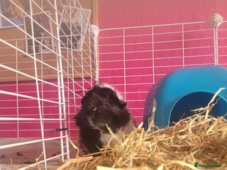 Guinea Pig rodents male guinea pigs - Advert 1