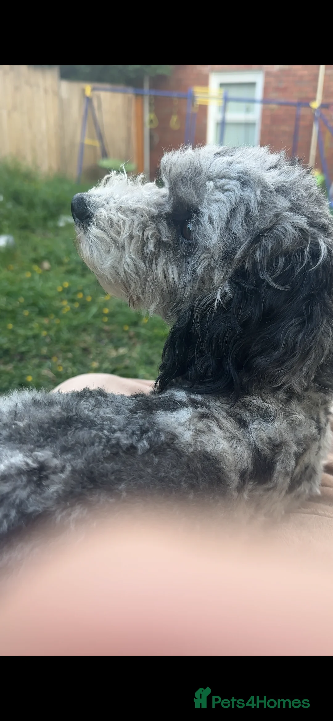 Poochon dogs for sale: Poochon pups 🩷🩵 - Advert 3