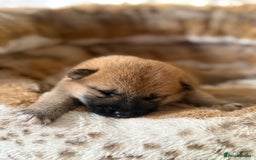Japanese Shiba Inu dogs for sale: 🧡🦊 Beautiful K.C Shiba Inu Puppies Ready Soon - Image 19