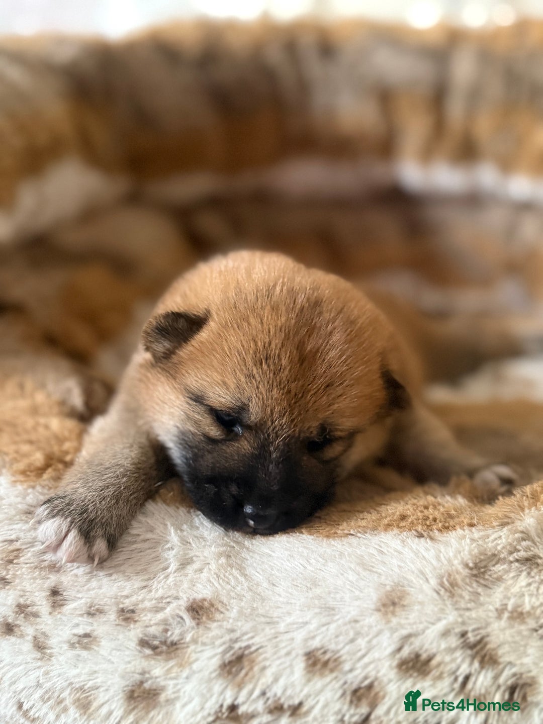 Japanese Shiba Inu dogs for sale: 🧡🦊 Beautiful K.C Shiba Inu Puppies Ready Soon - Image 19
