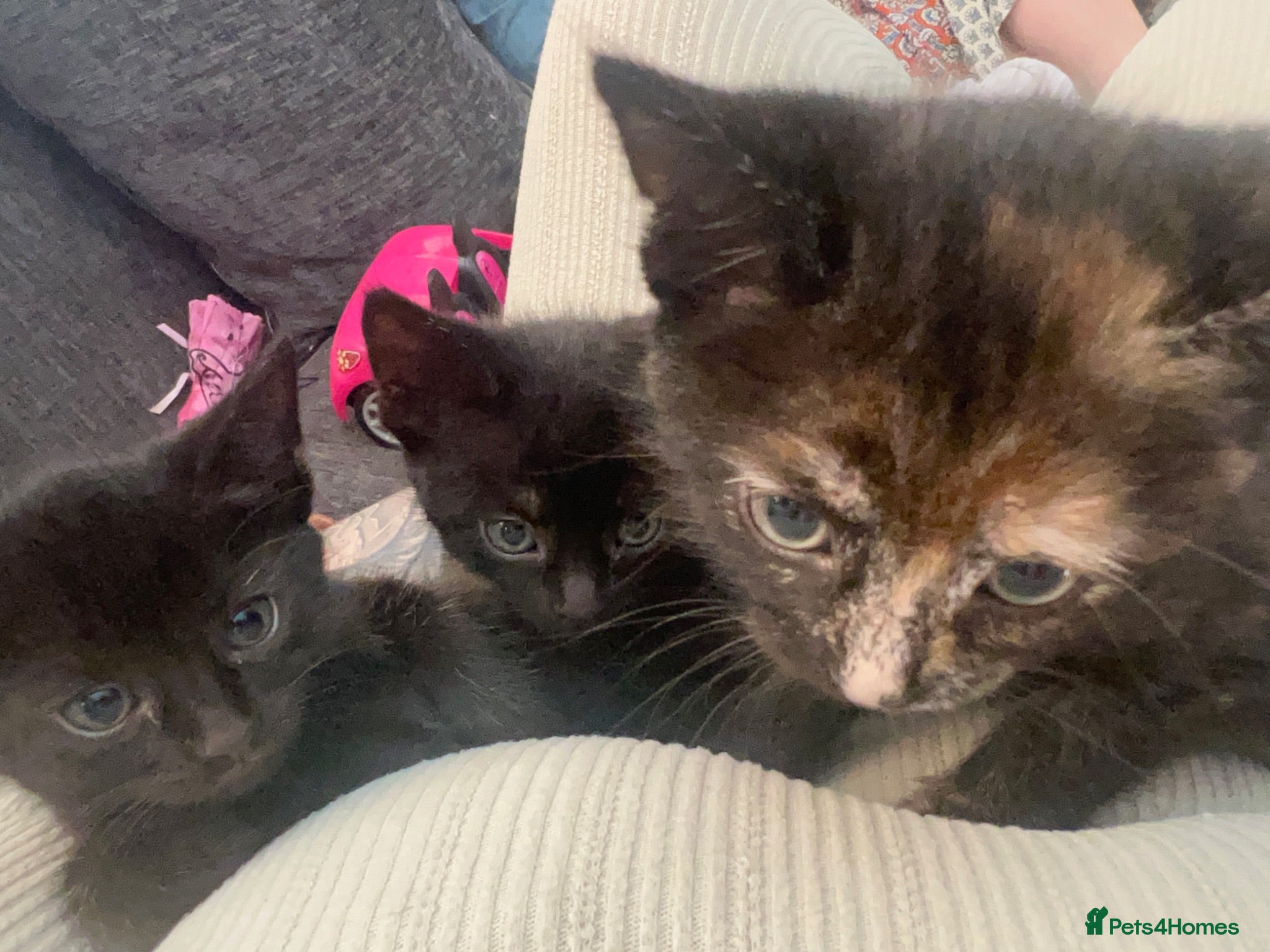 Mixed Breed cats Kittens  - Advert 4