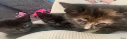 Mixed Breed cats for sale: Kittens  - Advert 4