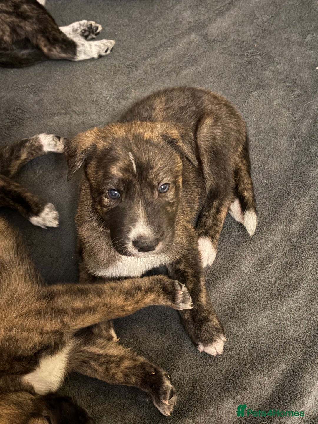 Mixed Breed dogs for sale: 8 beautiful pups for sale - Advert 32