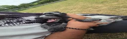 Cocker Spaniel dogs for sale: ❗️5 beautiful cocker spaniel puppies❗️🥰 - Advert 10