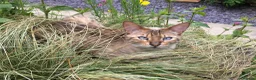 Bengal cats for sale: Female  Bengal  - Advert 3