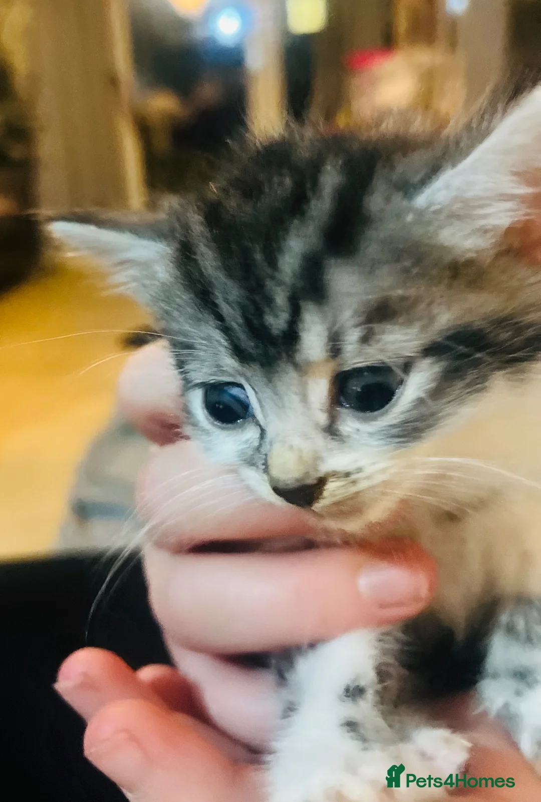 Mixed Breed cats for sale: Cute tabby kittens looking for forever homes ❤️  in London - Advert 1