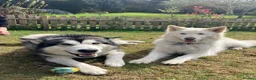 Alaskan Malamute dogs for stud: Alaskan Malamute for Stud   in Oldham - Advert 5