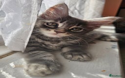 Maine Coon cats for sale: LARGE BREED Maine Coon cross  - Image 20