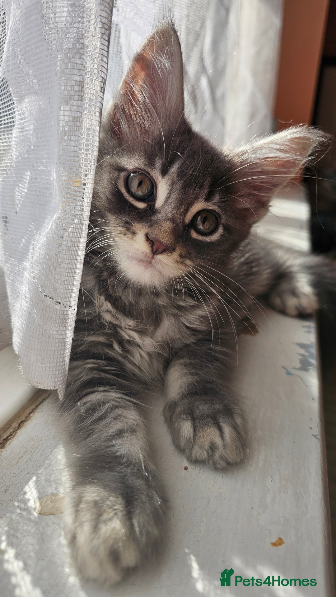 Maine Coon cats for sale: LARGE BREED Maine Coon cross  - Image 20
