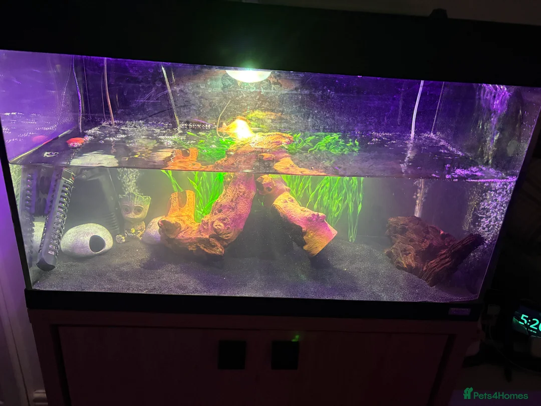 Turtle reptiles for sale: 3 baby musk turtles with set up - Advert 5