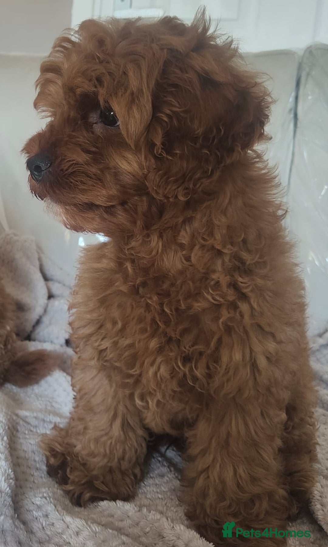 Cavapoo dogs for sale: 💙fox red cavapoo puppies💙 - Image 8