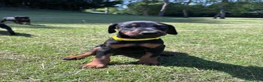 Yellow collar girl