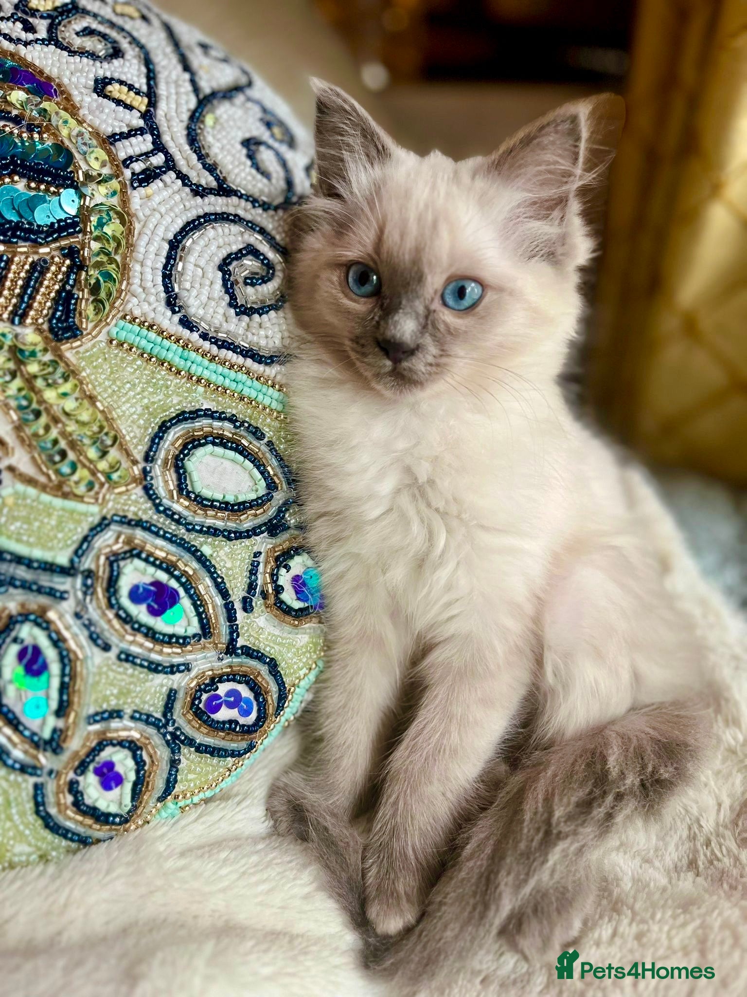 Ragdoll cats Adorable purebred Ragdolls - Advert 9