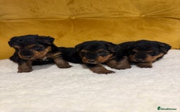 Welsh Terrier dogs for sale: Top quality litter  - Image 11