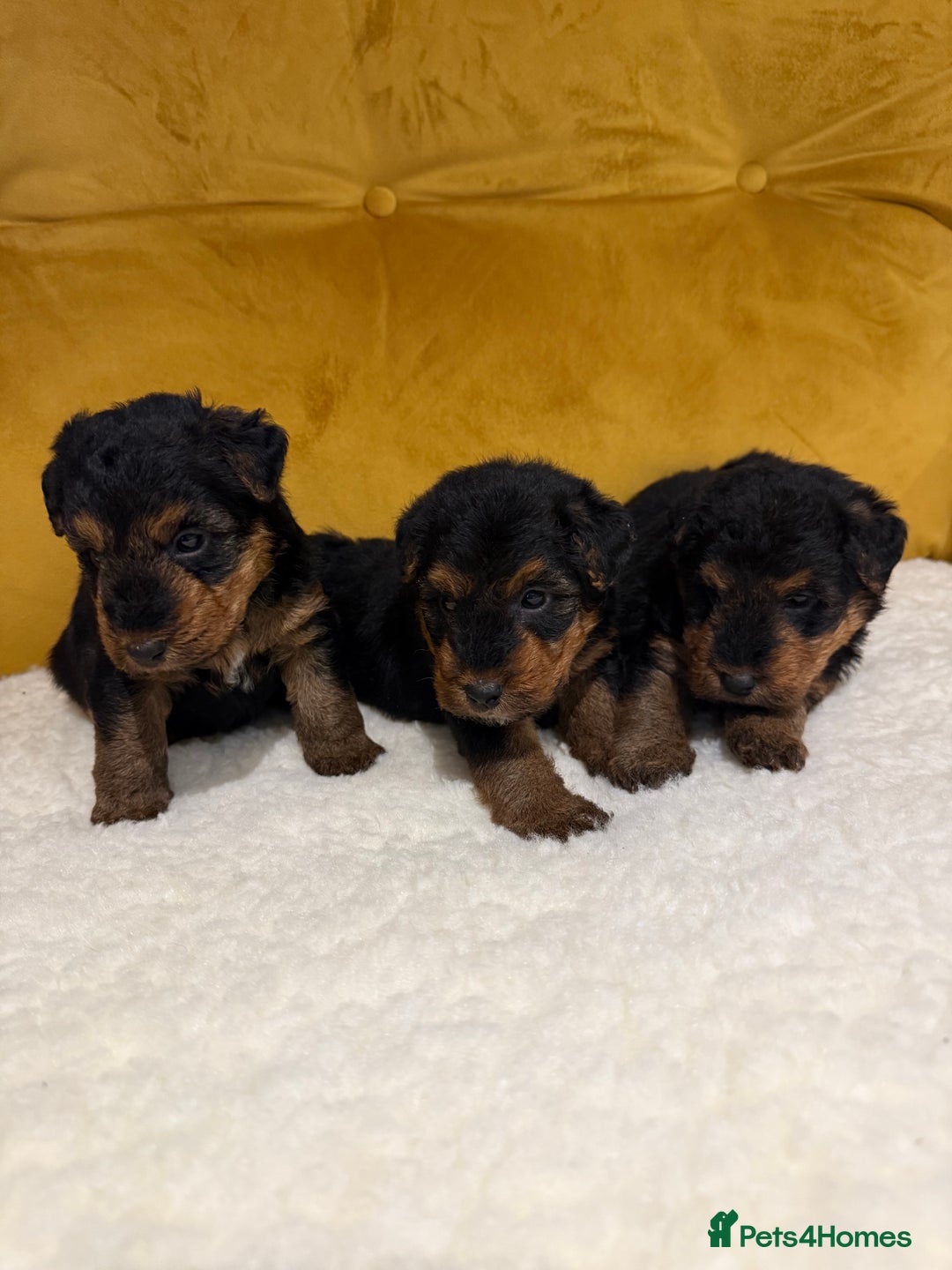 Welsh Terrier dogs for sale: Top quality litter  - Image 11