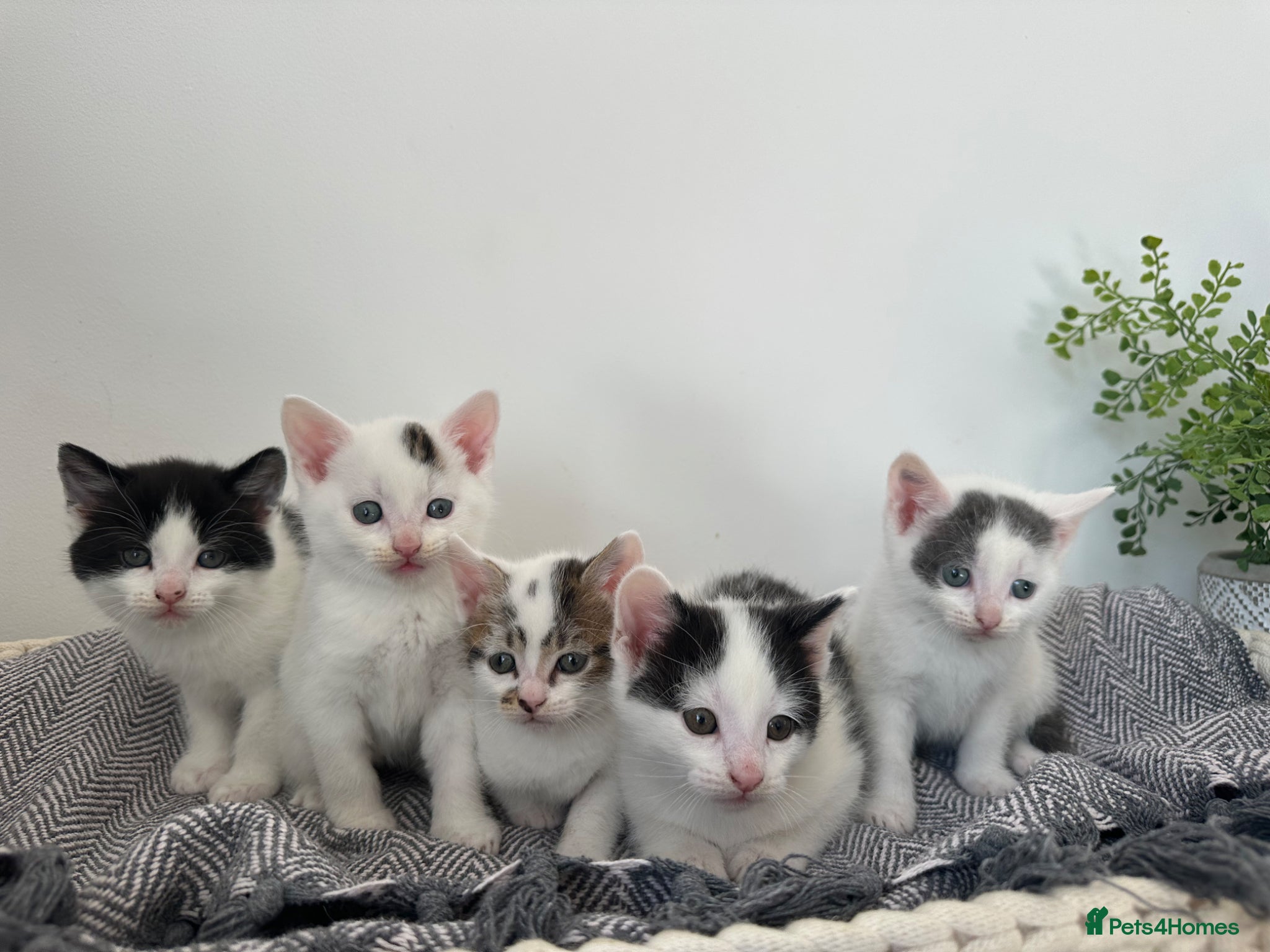 Mixed Breed cats VIEWINGS NOW AVAILABLE- 5 MALE KITTENS LEFT - Advert 7