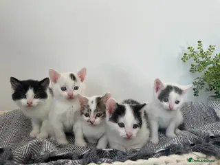 Mixed Breed cats VIEWINGS NOW AVAILABLE- 5 MALE KITTENS LEFT - Advert 7