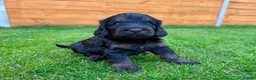 Cockapoo dogs for sale: Cockapoo Babies 🐾🐾🐾 - Advert 12