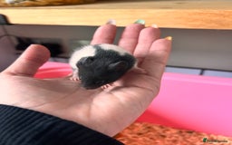 Hamster rodents for sale: Baby Syrian hamsters - Image 12