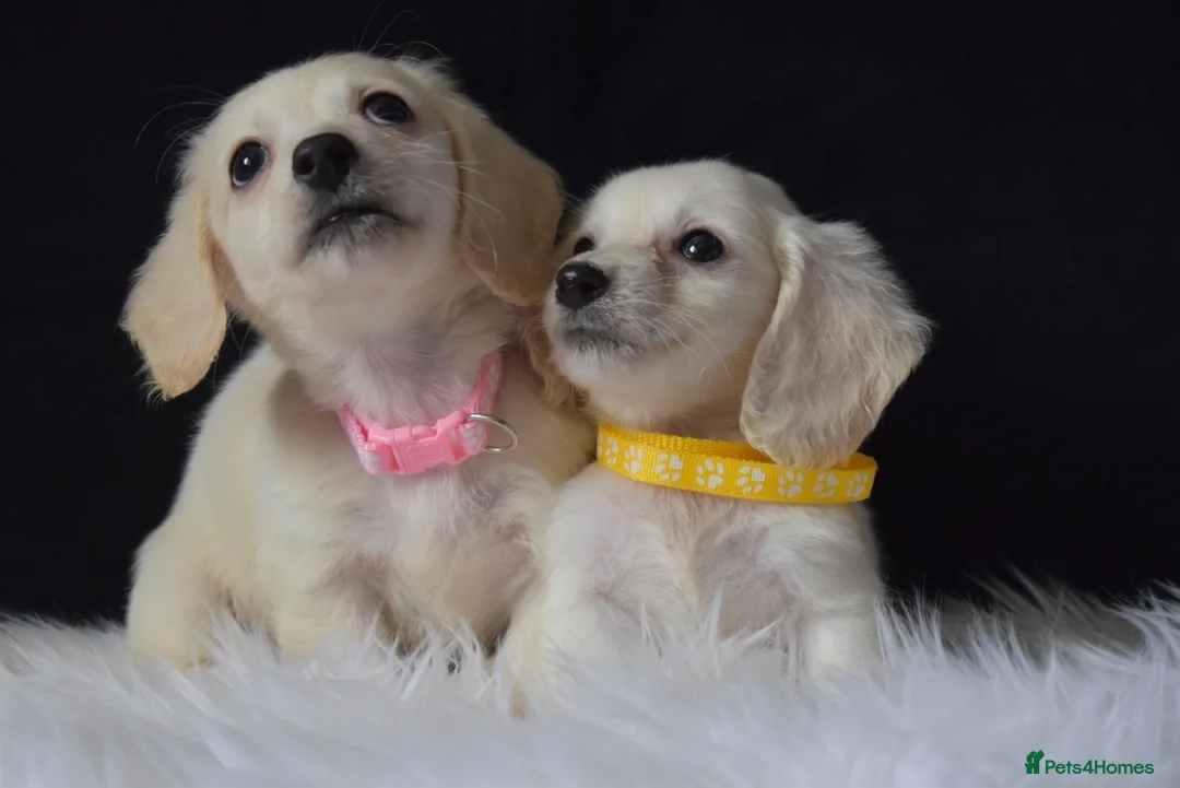 Miniature Dachshund dogs for sale: KC Registered Cream Miniature Longhairesd - Advert 2