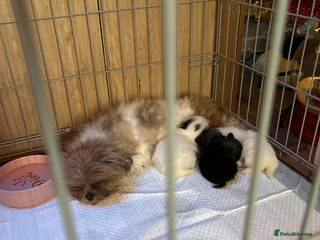 Shih Tzu dogs Shih Tzu - Advert 9