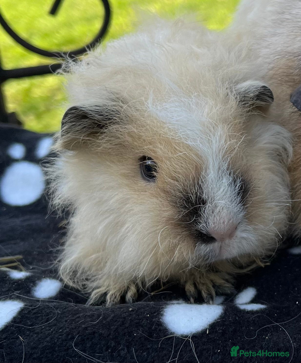 Guinea Pig rodents Guniea pig Texel female. - Advert 6