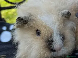 Guinea Pig rodents Guniea pig Texel female. - Advert 6