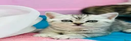 British Shorthair cats for sale: GCCF Registered British Shorthair Tabby Kittens in Gillingham - Advert 8