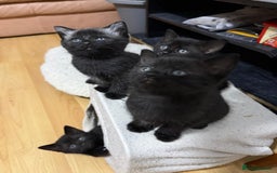 Mixed Breed cats for sale: 4 black cats for sale  - Advert 5