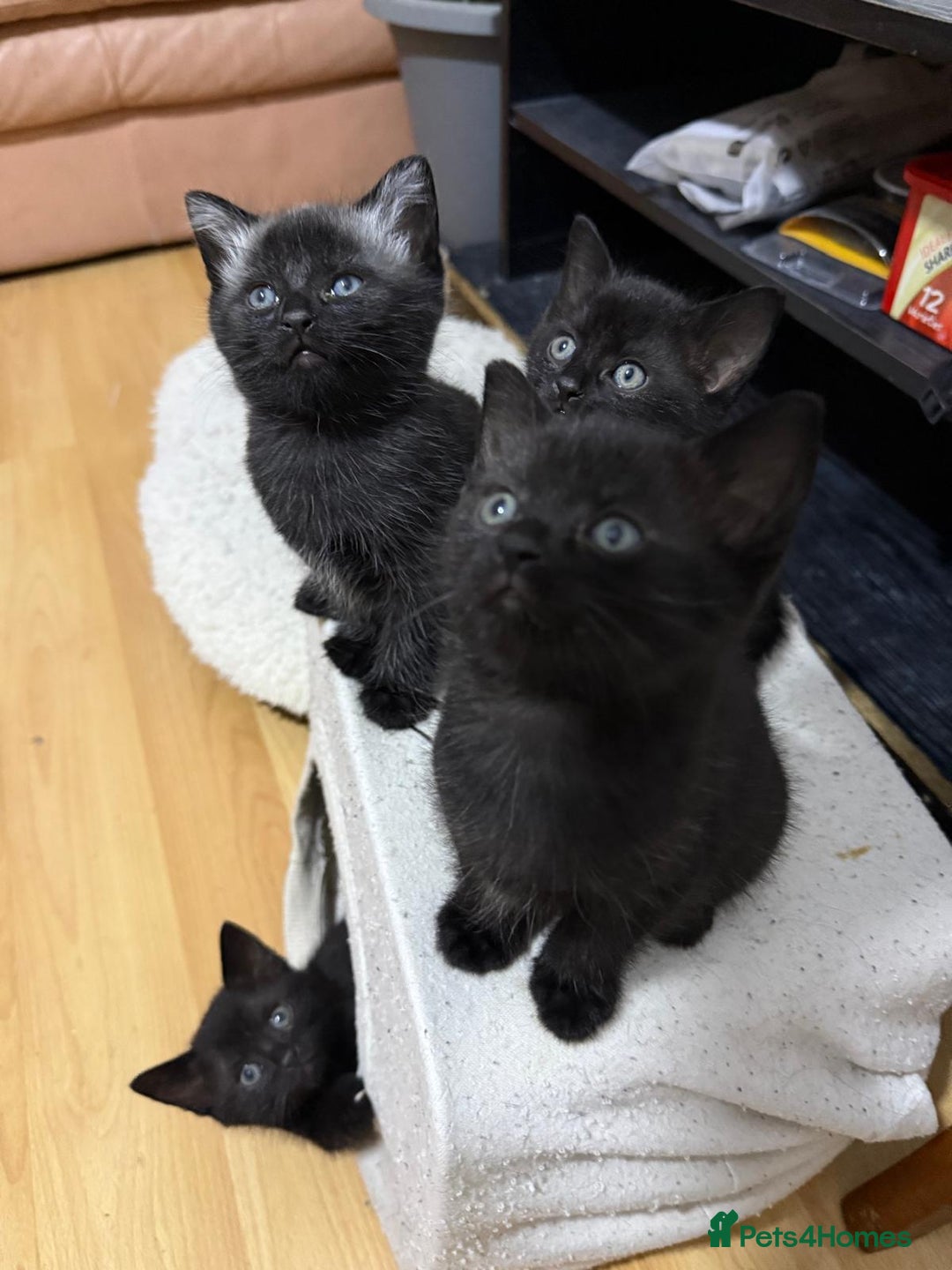 Mixed Breed cats for sale: 4 black cats for sale  - Advert 5