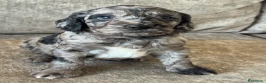 Cockapoo Puppy 1