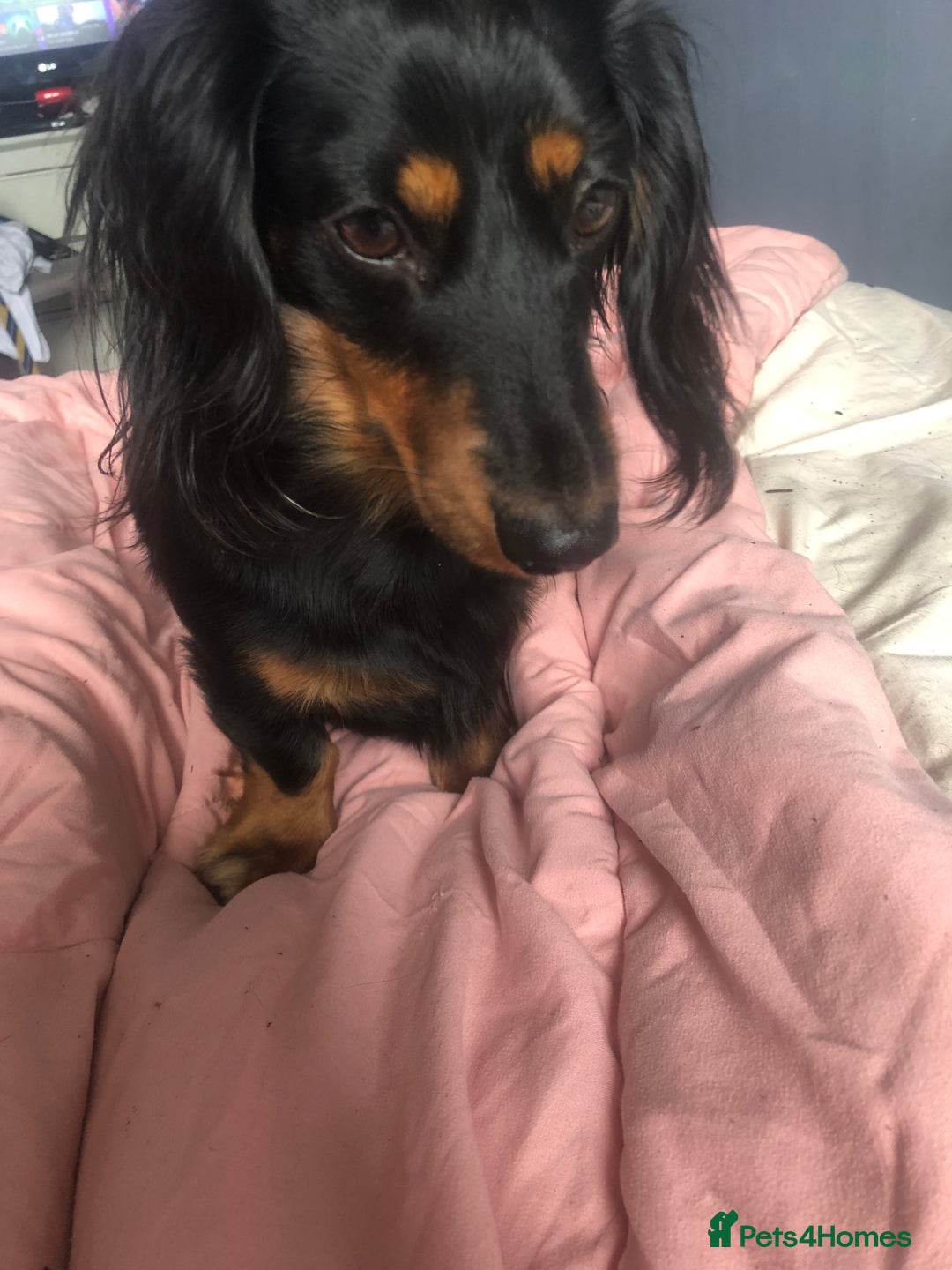 Miniature Dachshund dogs for stud: Mini dachshund for stud  - Advert 2